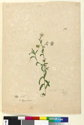 Página 125. Calotis dentex
